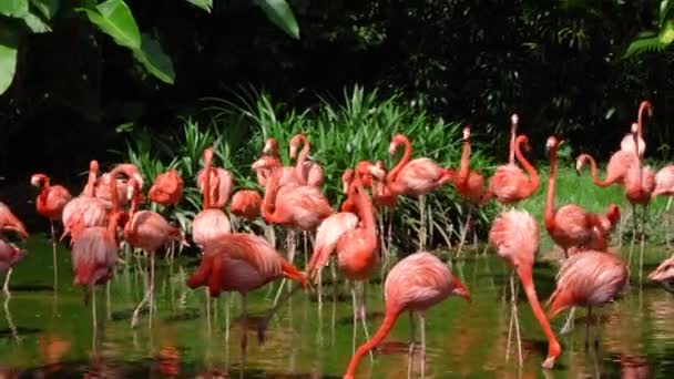 Gölette Işıldayan Karayip Flamingoları Renkli Kuş Sürüsü — Stok video