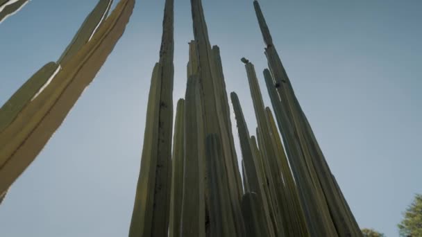Plan Angle Bas Grand Cactus Oaxaca Mexique — Video
