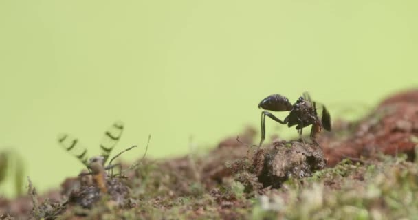 Two Flies Flap Wings While Feeding Excrement Forest Floor — Stockvideo