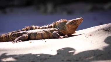 An iguana on the beach is tanning in Costa Rica