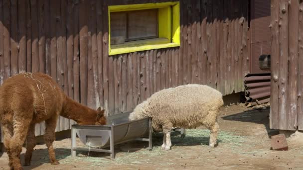 韓国ソウルの農場で同じ飼料で食品を食べ エンクロージャを共有するブラウンアルパカと羊 固定フルショット — ストック動画