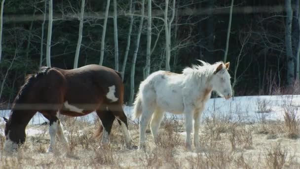 Horses Standing Wind Grazing — Vídeo de stock