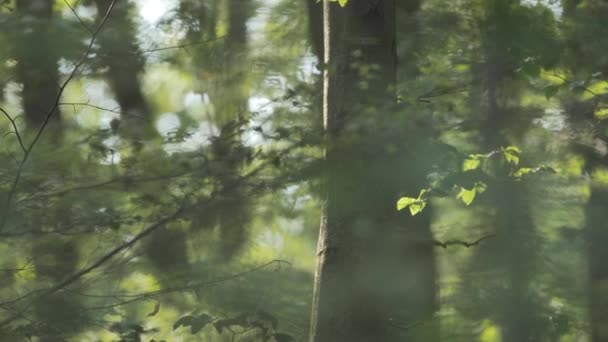 Feuilles Vertes Riches Arbre Agitant Dans Vent Beau Bokeh — Video