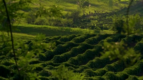 Green Lush Coffee Farm Landscape Valpareiso Colombia — Vídeos de Stock