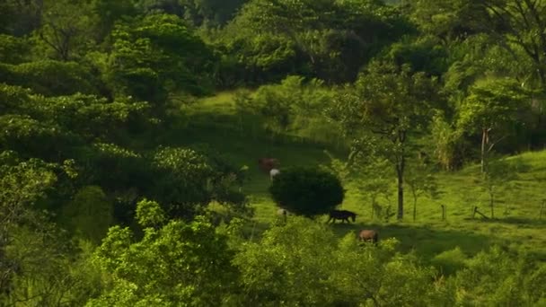 Άλογα Που Περπατούν Ένα Χωράφι Πράσινο Καταπράσινο Αγροτικό Τοπίο Στο — Αρχείο Βίντεο