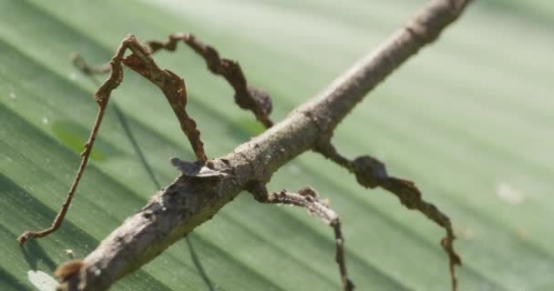 Stick Insect Detailed Close Shot Green Leaf Camouflaged — Vídeo de stock
