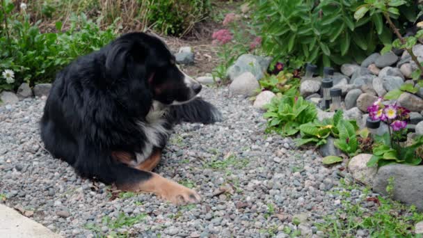 Bernese Mountain Dog Lying Ground Gets Alerted Sound — Stock Video