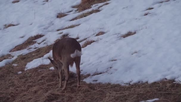 Deer Eating Grasses Snow Covered Mountain Winter Close — Vídeo de Stock