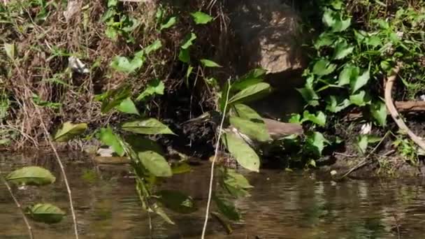 Seen Stalking Some Prey Edge Stream Chinese Pond Heron Ardeola — Vídeos de Stock