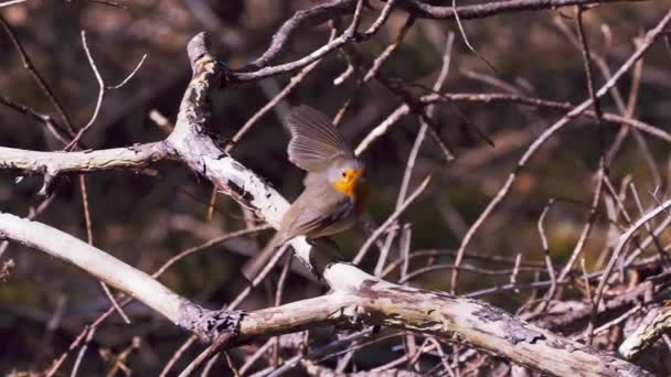 European Robin Bird Flying Out Tree Branch Slow Motion — Vídeo de Stock
