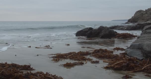 Brown Leaves Washed Rocky Shore Rinsey Head Beach Cornovaglia Inghilterra — Video Stock