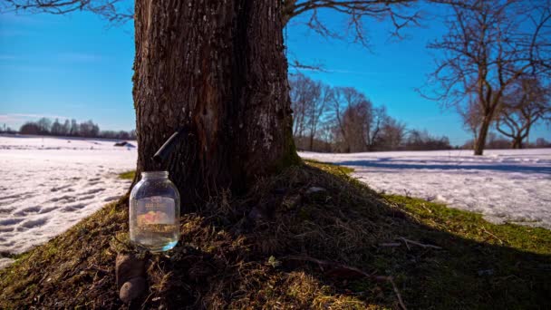 Time Lapse Shot Flowing Maple Juice Tree Collecting Glass Winter — Video Stock