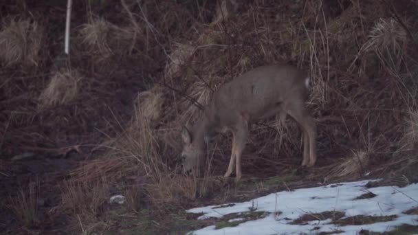 Hungry Juvenile Roe Deer Looking Food Mountains Dry Grass Winter — Wideo stockowe