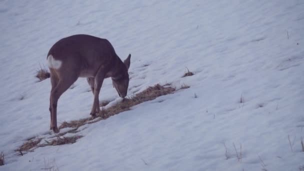 Roedeer Grazing Deep Snow Grassland Close — стокове відео