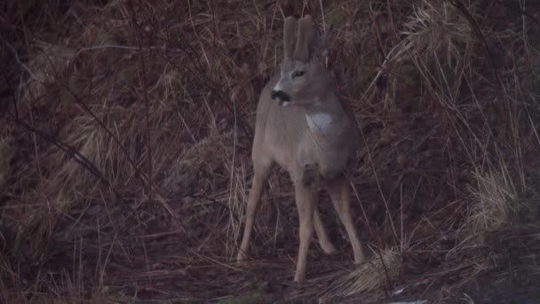 年轻的鹿儿在冬天的山上嚼草 特写镜头 — 图库视频影像