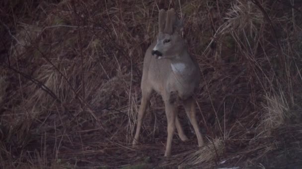 Ciervo Joven Masticando Hierba Las Montañas Invierno Primer Plano — Vídeos de Stock