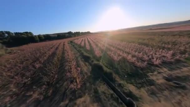 Beautiful Pink Blossom Budding Peach Trees Fpv Drone Aerial View — Stockvideo