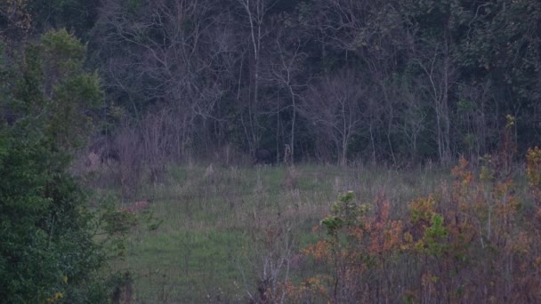 Замеченный Выходящим Леса Пасутся Наступления Ночи Гаур Бос Гаурус Кхао — стоковое видео