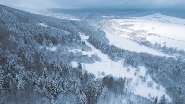 Winter Spruce Forest Spruces Covered White Fluffy Snow Aerial Flyover — Stock videók