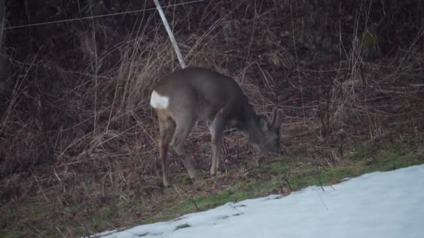Μοναχικός Buck Deer Τρώει Ξηρό Γρασίδι Στα Βουνά Κατά Διάρκεια — Αρχείο Βίντεο