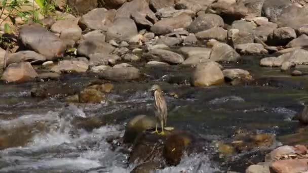 Roca Medio Arroyo Mirando Alrededor Chinese Pond Heron Ardeola Bacchus — Vídeos de Stock