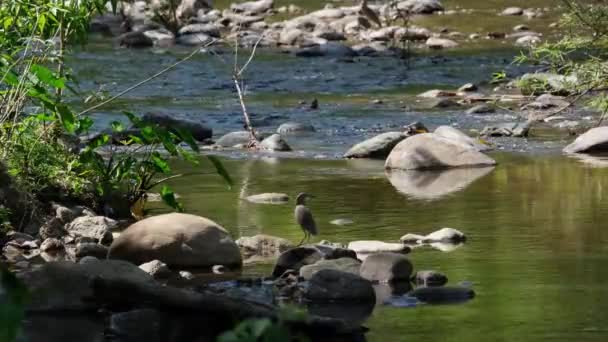 Der Chinesische Teichreiher Ardeola Bacchus Thailand Liegt Auf Einem Felsen — Stockvideo