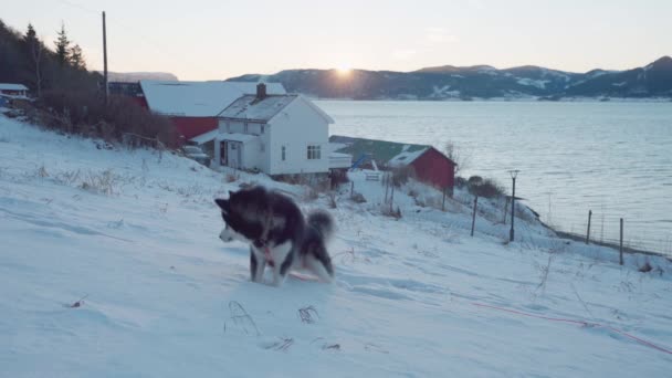 Sibirya Husky Indre Fosen Trondelag Norveç Teki Karlı Kıyılarda Oynuyor — Stok video