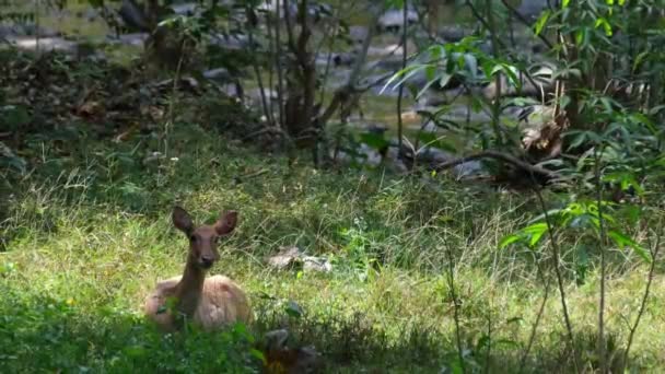 Viděno Stínu Stromů Zatímco Kamera Oddaluje Jeleni Rucervus Eldii Huai — Stock video