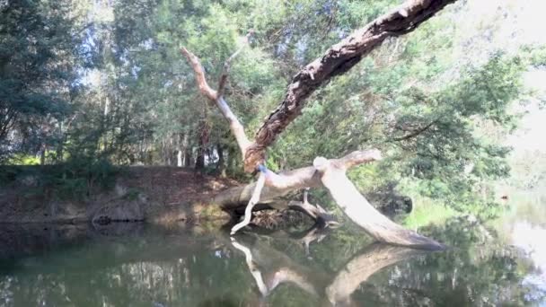 Ένας Πεσμένος Κορμός Από Τσίχλες Στο Νερό Του Ποταμού Γκούλμπερν — Αρχείο Βίντεο
