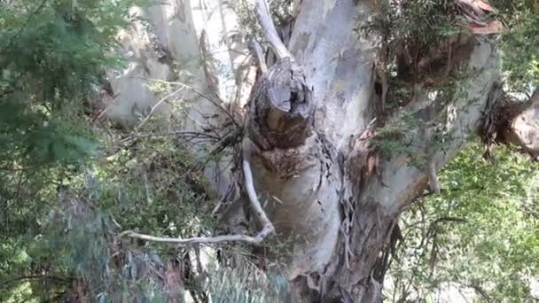オーストラリアの農村部の川に沿って古い結び目のガムの木の終わりのショット — ストック動画