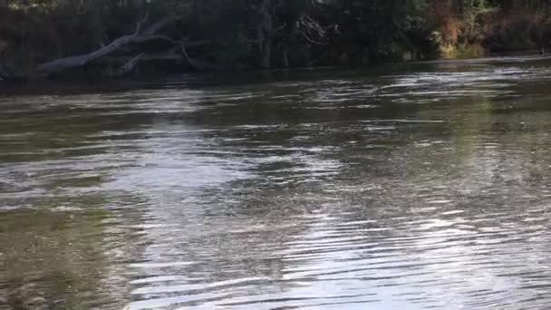Goulburn河高速流淌的特写镜头 — 图库视频影像
