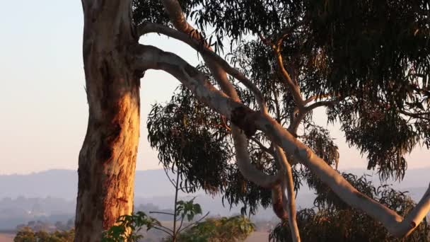 Wczesnym Rankiem Słońce Świecące Pomarańczowo Przeciwko Skręconym Pniom Drzewa Dziąseł — Wideo stockowe