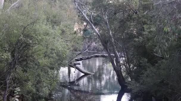 Žvýkačky Lemují Břehy Potoka Spojujícího Řeku Goulburn — Stock video