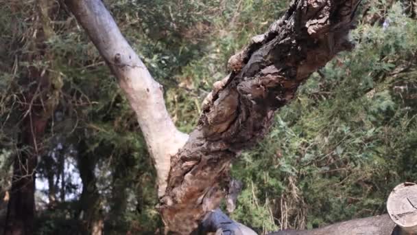 Close Shot Fallen Gum Tree Log River Goulburn Water Reflecting — Video