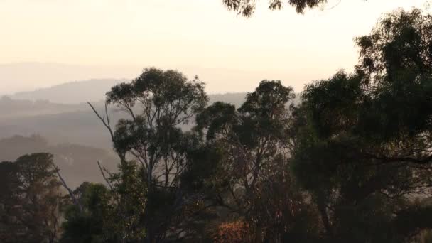 ビクトリア州の山岳地帯の中で早朝の太陽の光の中でガムの木 — ストック動画