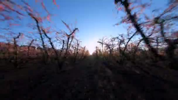 Rota Entre Linha Árvores Pêssego Flor Rosa Fpv Drone Aitona — Vídeo de Stock