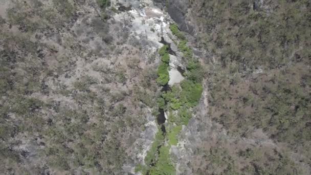 Davies Creek Flowing Trees Rainforest Bare Hill Conservation Park Qld — Stock videók