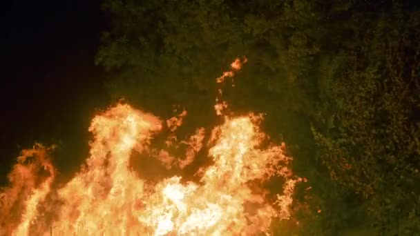 Величезне Вогняне Полум Темному Лісі Світиться Вночі Повільний Рух — стокове відео