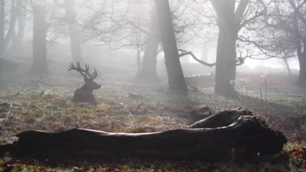 Deer Relax Foggy Woods — стоковое видео