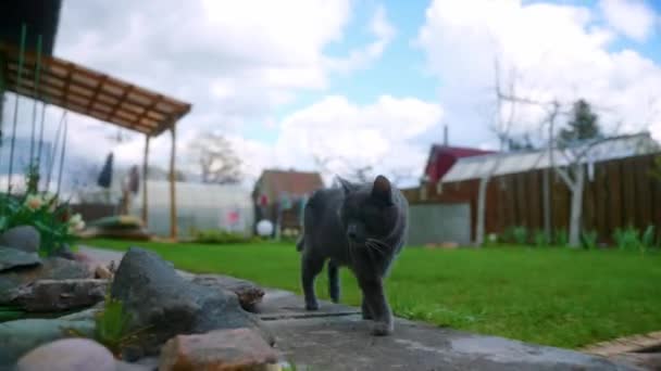 Arka Bahçedeki Kedisi Kara Kedi Bilgisayarı — Stok video
