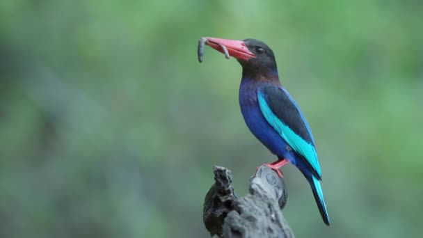 Javaanse Ijsvogel Eet Wormen Terwijl Hij Een Droge Tak Zit — Stockvideo