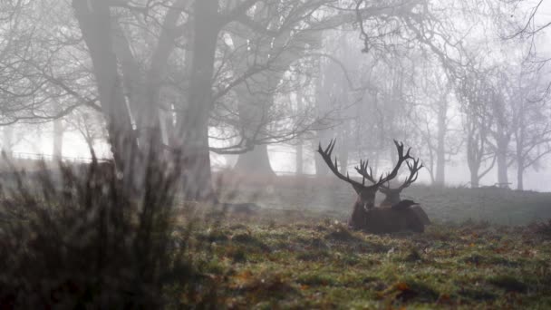 Majestic Deers Getting Cleaned Crows — Stok video