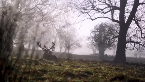 Υπέροχα Ελάφια Χαλαρώνουν Στην Ομίχλη — Αρχείο Βίντεο