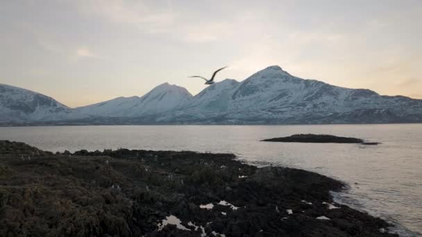 Lentamente Aerea Dalla Costa Con Gabbiani Tramonto Montagne Artiche Innevate — Video Stock