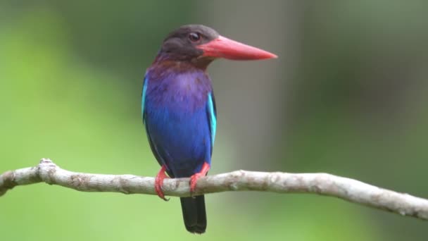 Javan Ijsvogel Neergestreken Een Tak — Stockvideo