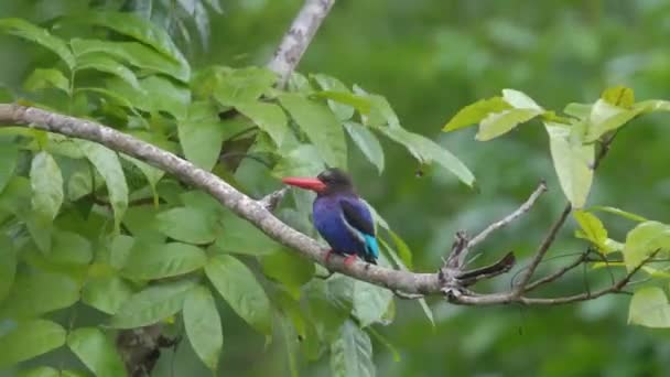 Javan Kingfisher Empoleirado Ramo Com Folhas Verdes Fundo — Vídeo de Stock