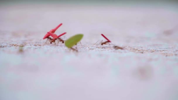 Formiche Tagliafoglie Che Trasportano Foglie Colorate Una Roccia — Video Stock