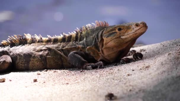 Big Iguana Resting Sand Costa Rica — Stockvideo