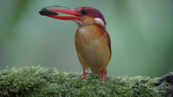 Rufous Apoiado Kingfisher Empoleirado Ramo Comendo Insetos — Vídeo de Stock