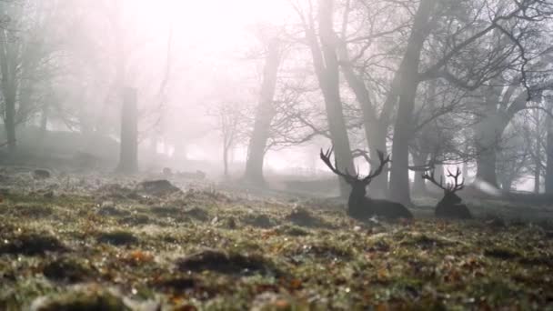 Rehe Und Fliegende Krähen Nebel — Stockvideo